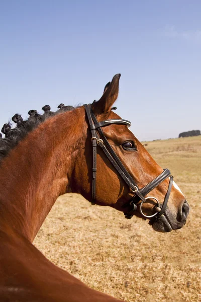 Cavallo marrone scuro in piedi — Foto Stock
