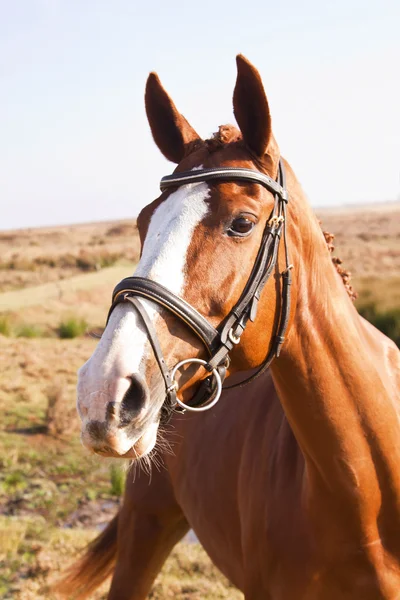 Portret Kasztanów Horse Biała Plamka Nosie — Zdjęcie stockowe