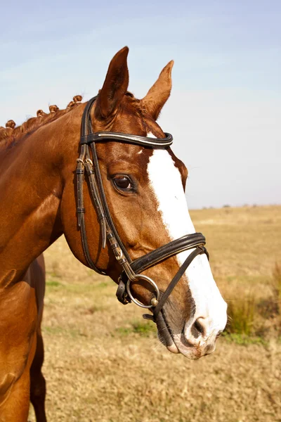 Retrato de um cavalo castanho — Fotografia de Stock