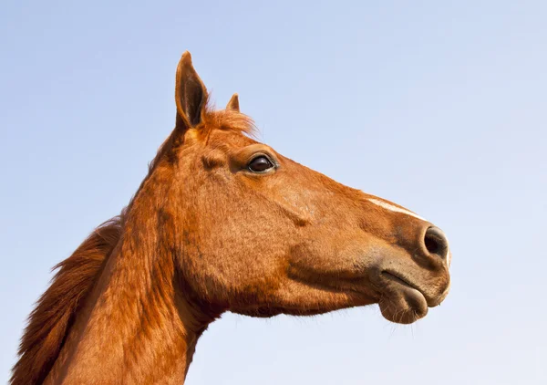 Portrett Brun Hest Nedenfra Mot Blå Himmel – stockfoto