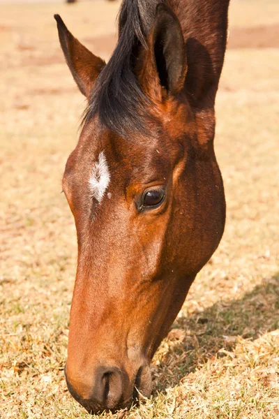 Tett innpå brune hester som spiser gress – stockfoto