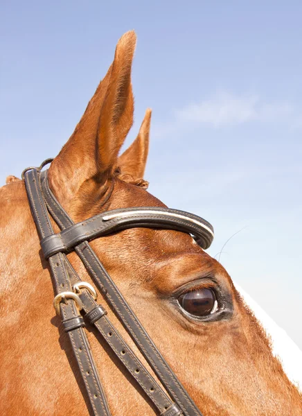 Retrato de cerca de la cabeza de caballo marrón —  Fotos de Stock
