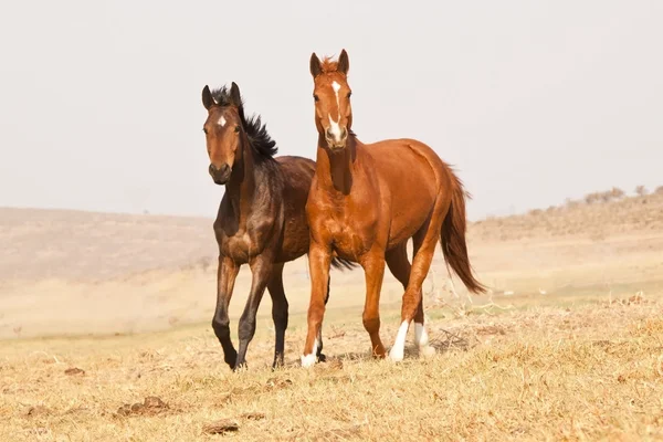 Ciemny brązowy i kasztanowe konie — Zdjęcie stockowe