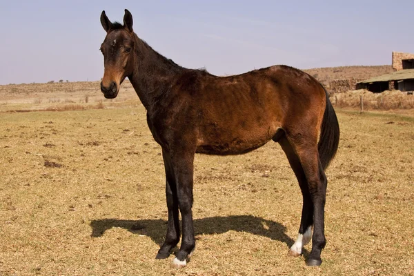 Czarny Brązowy Koń Stoi — Zdjęcie stockowe