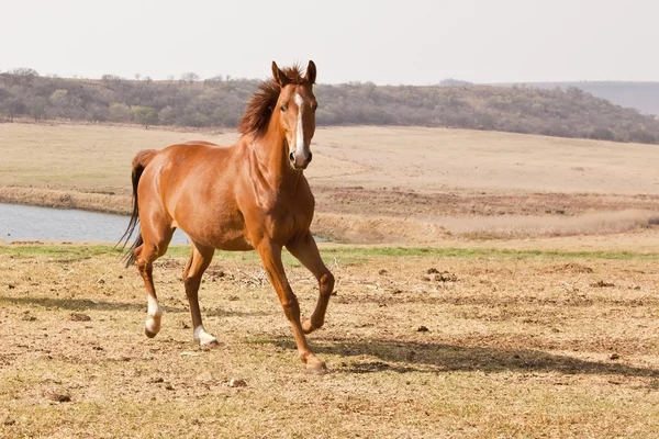 Kaštanový Kůň Běží Blízkosti Přehrady Farma — Stock fotografie
