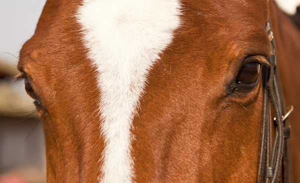 Portret zbliżenie brązowy koń z Biała Plama — Zdjęcie stockowe