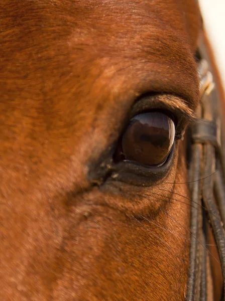 Portret Zbliżenie Brązowy Koń Oka Szata — Zdjęcie stockowe