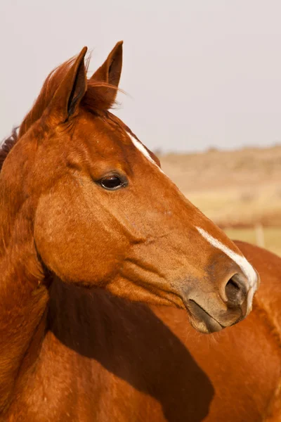 Porträtt av en kastanj häst — Stockfoto