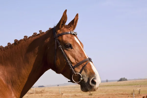 Portrét Kaštanového Koně Bílou Náplastí Nosu — Stock fotografie