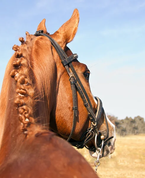 Portrett av brun hest bakfra – stockfoto