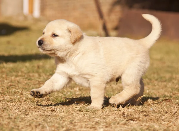 Blanco Laborador Cachorro Corre Sobre Hierba Sol — Foto de Stock