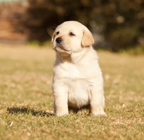White Laborador Puppy Sits Grass Sunshine — Stock Photo, Image