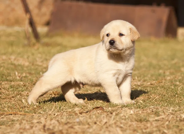 Branco laborador filhote de cachorro fica na grama — Fotografia de Stock