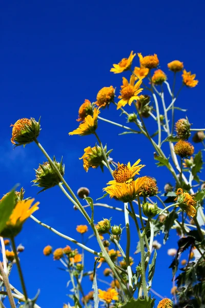 Een Gebied Van Gele Bloemen Tegen Een Heldere Blauwe Hemel — Stockfoto