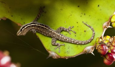 bir kertenkele bir kaktüs yaprak üzerinde makro