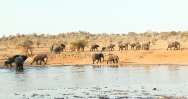 Afrika ziyarette200 fil sürüsü