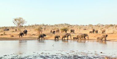 Elephant herd at waterhole in Africa clipart