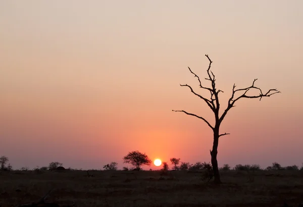 Zachód słońca z martwych drzew — Zdjęcie stockowe