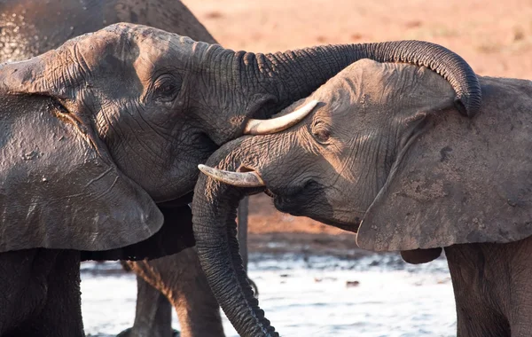 Two Elephants Greeting Waterhole Lovingly — Stock Photo, Image