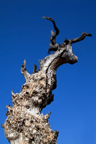 stock image Dead tree and blue sky