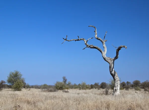 Paisaje Con Árbol Muerto Parque Nacional Kruger Con Cielo Azul —  Fotos de Stock