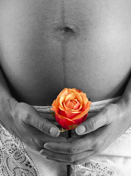 stock image Pregnant woman holding rose in front of tummy