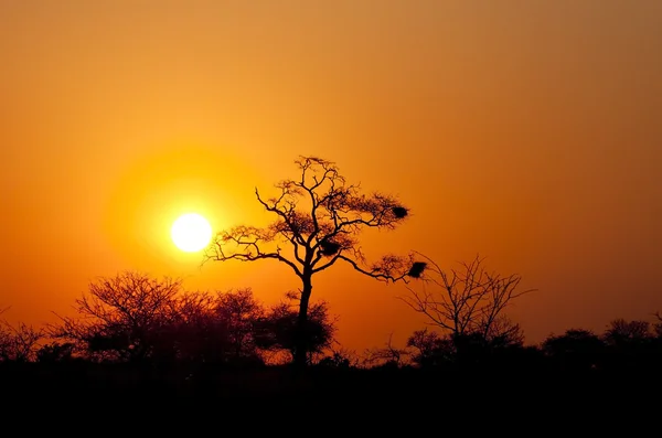 Pôr do sol com arbusto e árvore morta — Fotografia de Stock