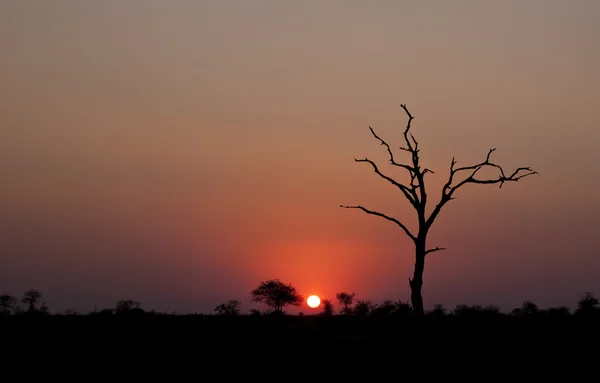 Zonsondergang Met Dode Boom Afrika — Stockfoto