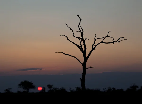 Coucher Soleil Avec Arbre Mort Dans Parc National Kruger — Photo
