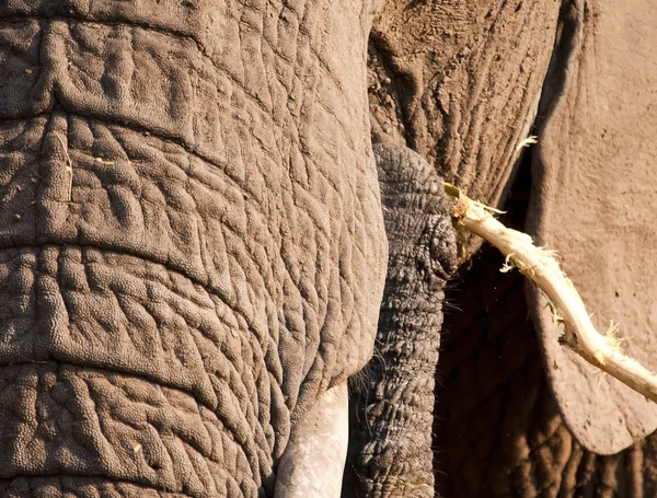 Elefante che mangia corteccia da un ramo — Foto Stock