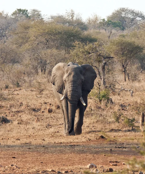 Elefantenbulle Mit Großen Stoßzähnen Nähert Sich Durstigen Busch — Stockfoto