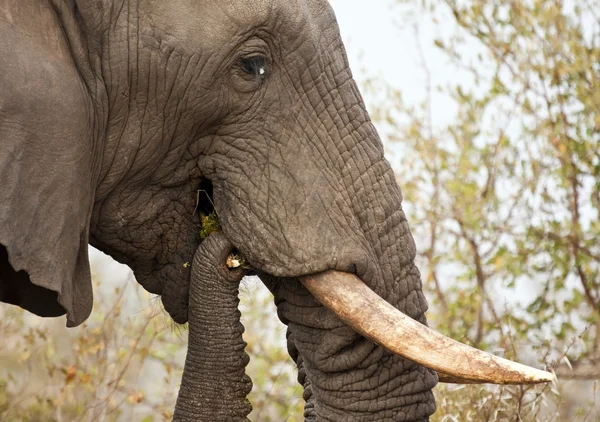 Éléphant mangeant buisson d'épine — Photo