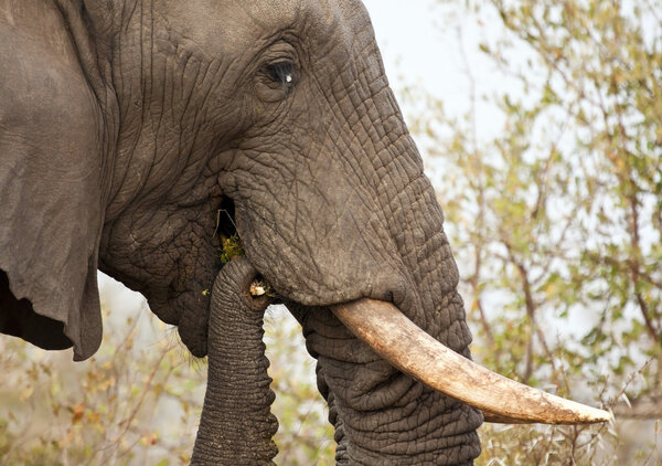 Elephant eating thorn bush and chew branch