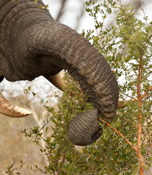 Elefante Mangiare Cespuglio Spine Foglie Stripping — Foto Stock