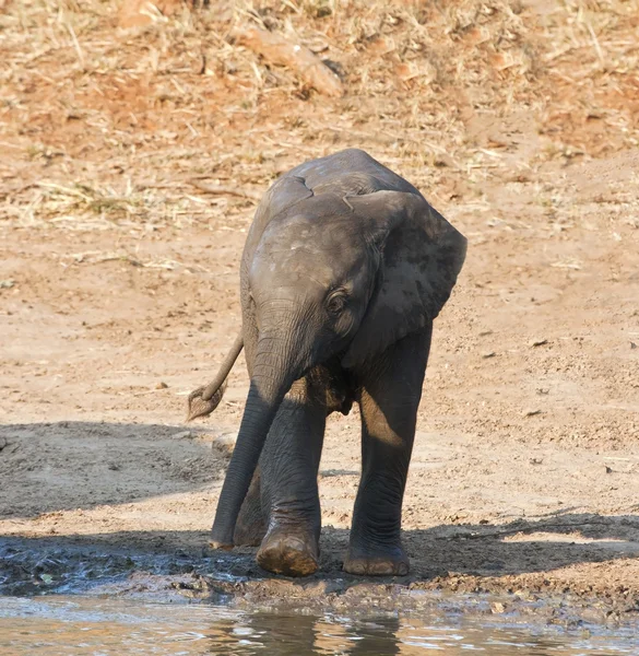 Bezerro de elefante água potável — Fotografia de Stock