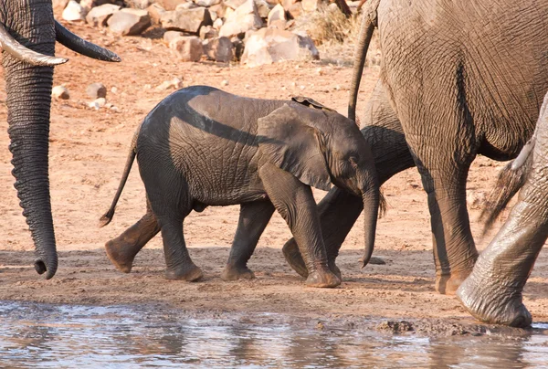 물 구멍 지나서 걷는 코끼리 종 아리 — 스톡 사진