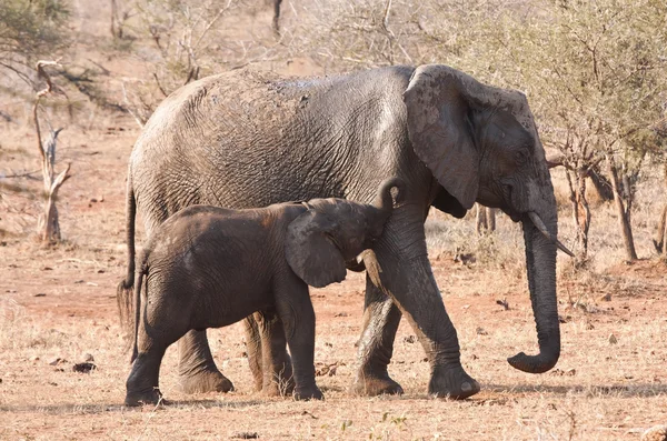 Vaca Elefante Bezerro Caminhando Mato África — Fotografia de Stock