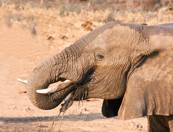 Слон Пьет Воду Бивнями — стоковое фото