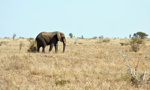 Elefante Andando Veld Seco Sol — Fotografia de Stock
