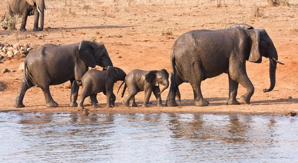Sloní Rodina Opouští Napajedla Mokré Blátivé — Stock fotografie