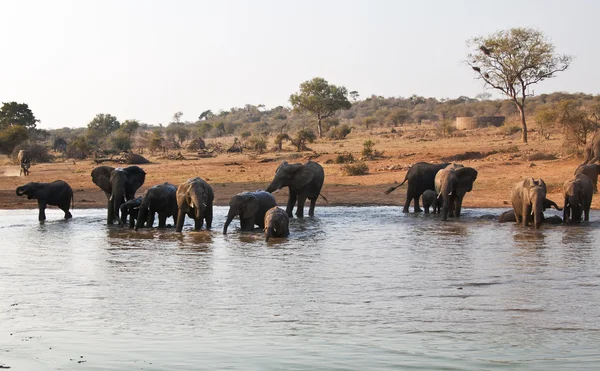 Elephant herd at waterhole in Africa — Stock Photo, Image