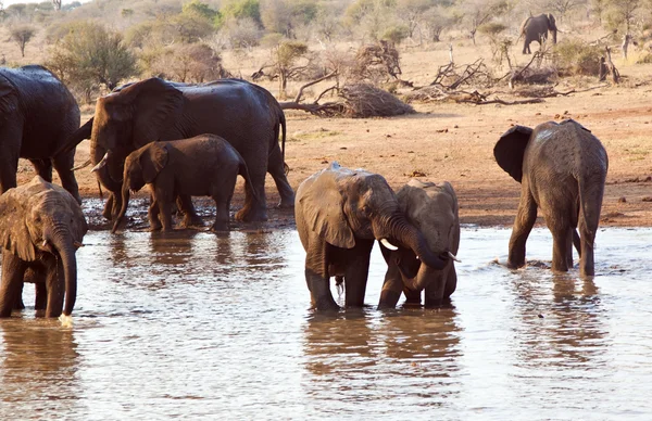 Juego Rebaños Elefantes Abrevadero África —  Fotos de Stock