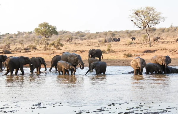 Elephant Herd Drinking Waterhole Africa — Stock Photo, Image