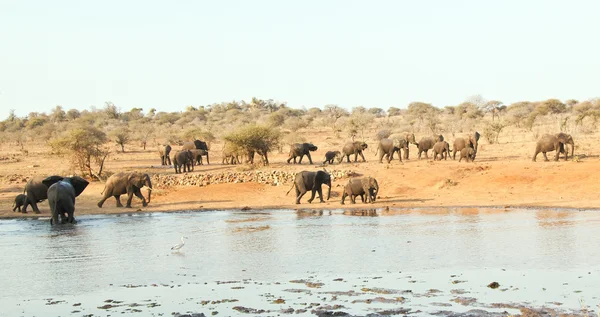Elephant herd at waterhole in Africa — Stock Photo, Image