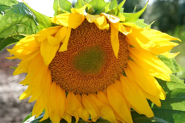 Zonnebloem bloem Stockfoto