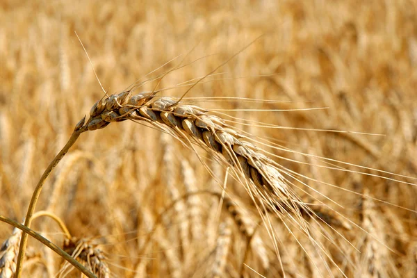 小麦の円錐形 ストック画像