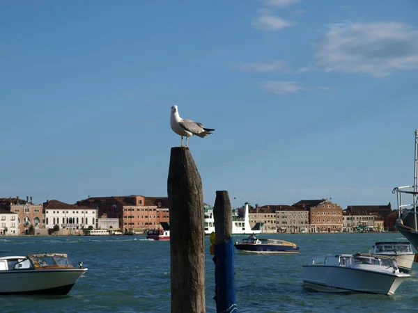 Venedig - Utsökt antika byggnader längs San Marco Canal — Stockfoto