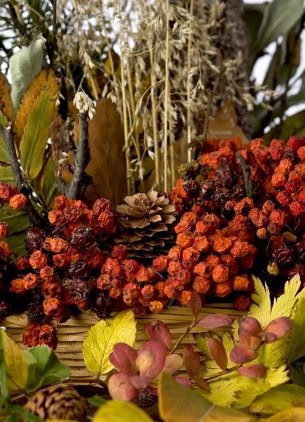 Autumn colors — Stock Photo, Image