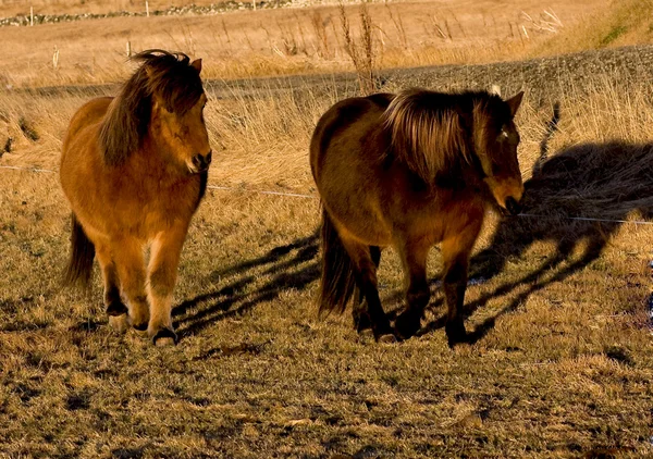 Cavalo Islandês — Fotografia de Stock