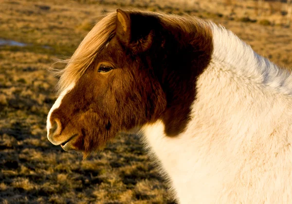 Ισλανδική Άλογο — Φωτογραφία Αρχείου